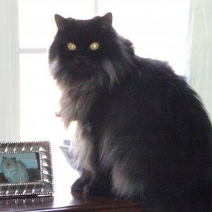 Meet your Posher, Martha